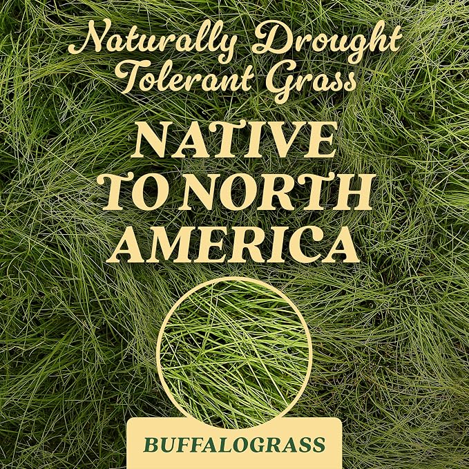 Buffalograss